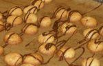 plaetzchenbacken
